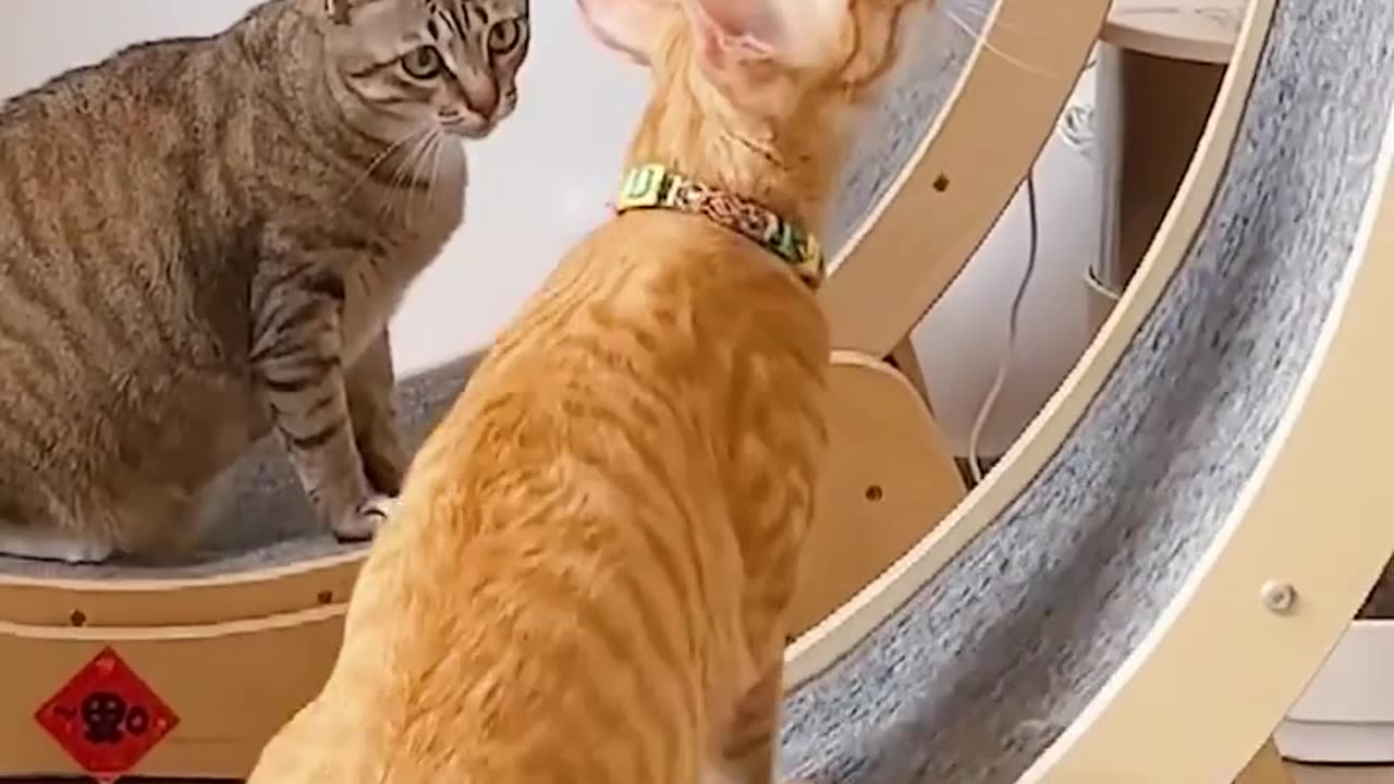 Funny Cute Cats