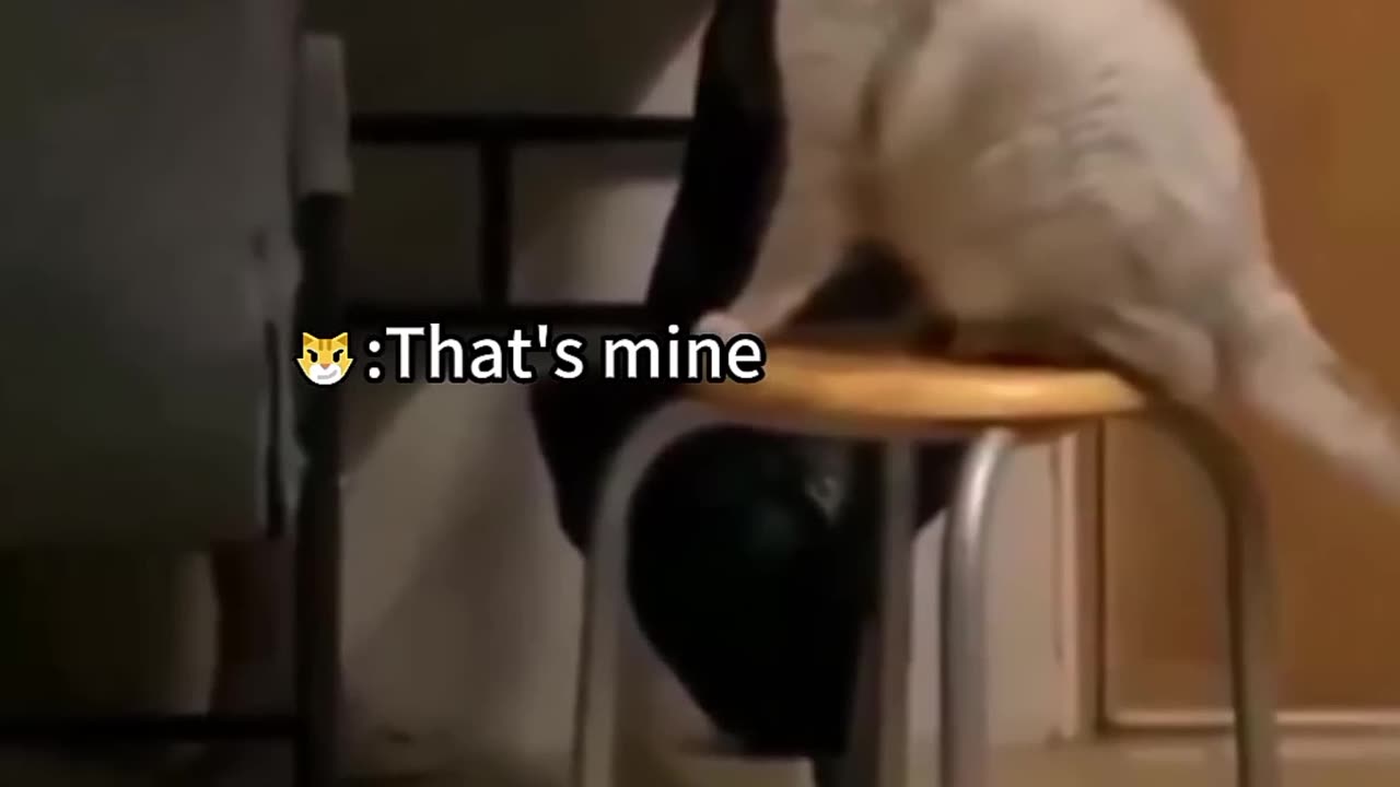 Funniest cats videos 🐱