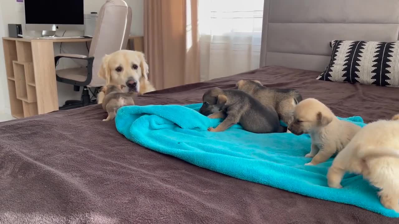 Golden Retriever Meets Puppies for the First Time