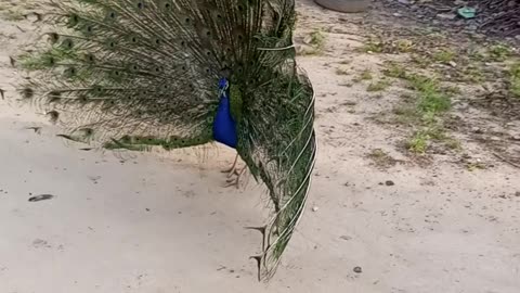 Peacock