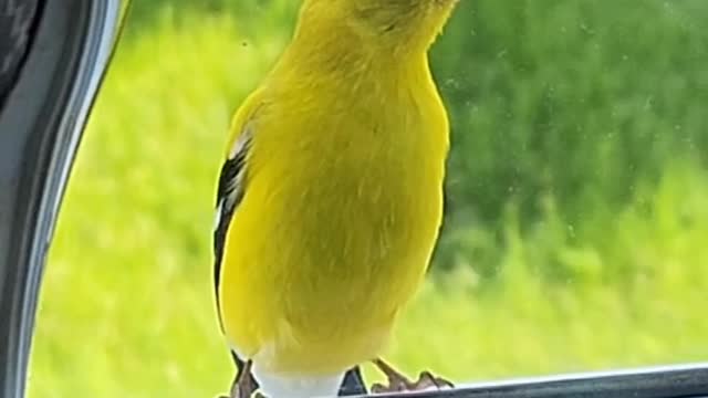 Golden Finch Checking Us Out