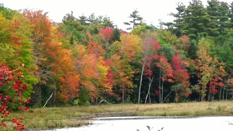 Fall Foliage