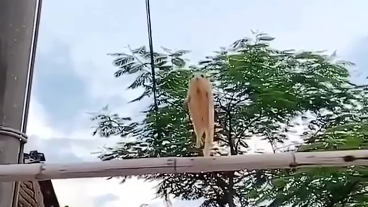 My pet