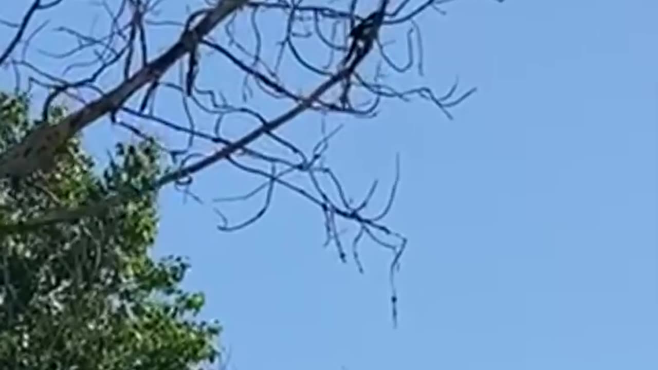 #shorts #magpie posturing on a tree branch looking at the sky, #bird #birdsview #birdwatching