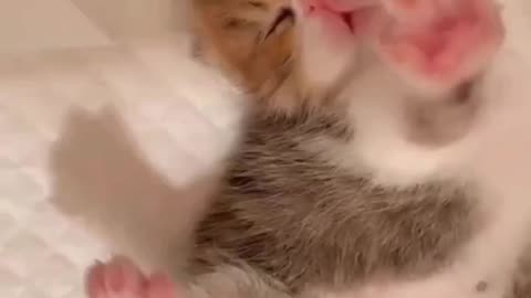 Cutess cat complication 2023