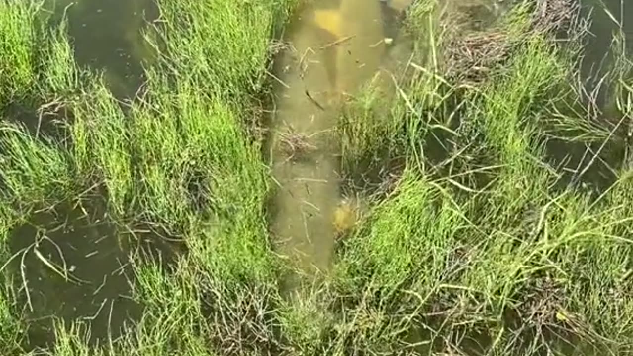 Stumbled upon the Gator gar spawn.