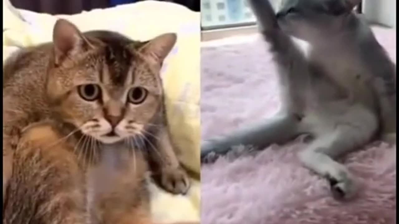 funny cat reaction #148 #shorts