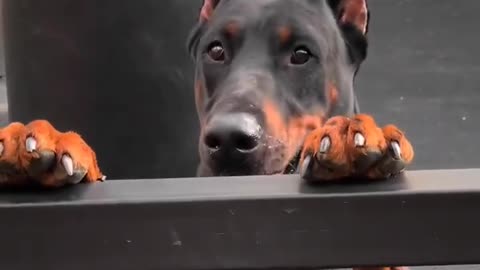 Sneak-a-Boo: Playful Doberman's Peek-a-Boo Adventure 🐾🙈