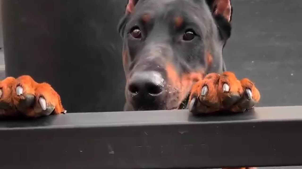 Sneak-a-Boo: Playful Doberman's Peek-a-Boo Adventure 🐾🙈