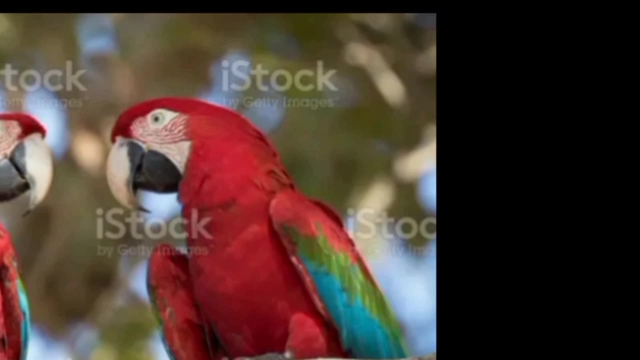 Macaw are found in tropical america