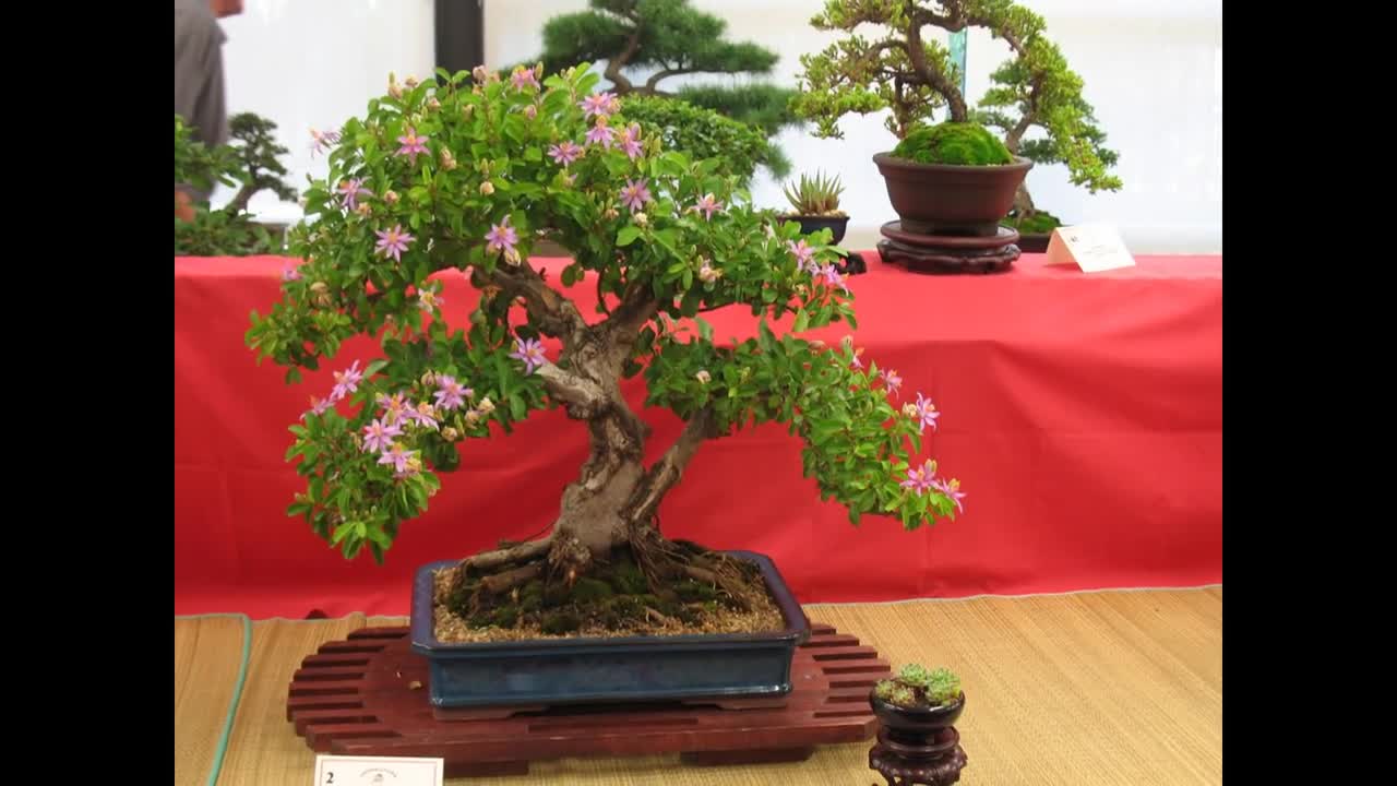 Lavender Star Flower Bonsai (Grewia Occidentalis)