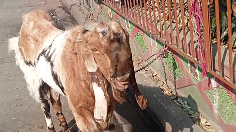 It is a type of goat