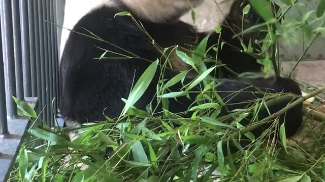 Giant pandas eat bamboo leaves