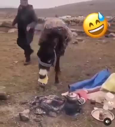 Animaux animal funny