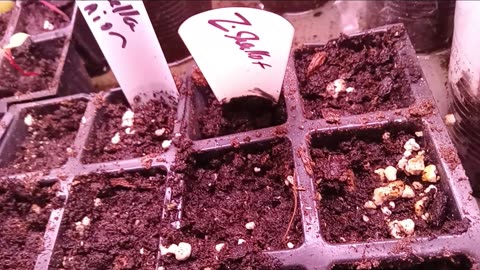 Fall Seedling Updates