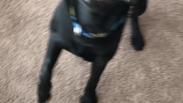 Pup Picks up Kitchen Knife