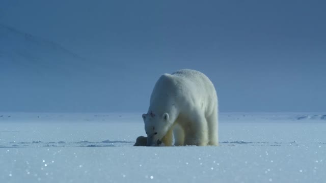 Polar bear hunting