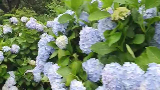 Hydrangea by the side of the road on a rainy day.