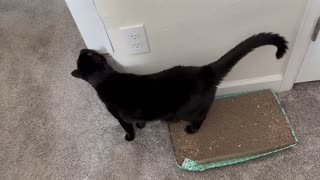 Adopting a Cat from a Shelter Vlog - Cute Precious Piper Does Her Morning Office Inspection