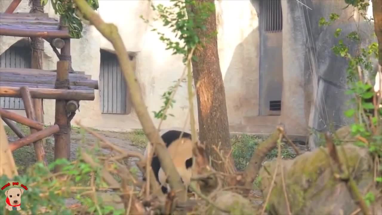 Cute panda video collection,Filmed in Chinese panda culture 2018