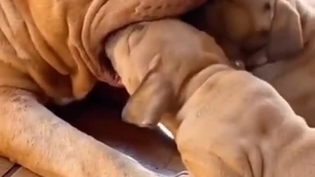 Mama Pitbull almost SWALLOWS THE LITTLE PUPPIES 😱