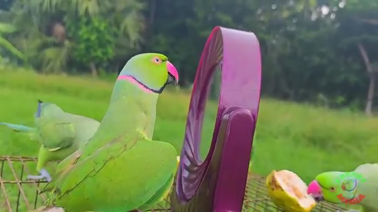 Funny parrot Talking video