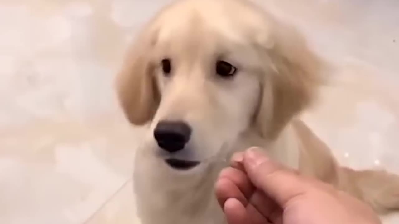 Funny Cats and Dogs Videos