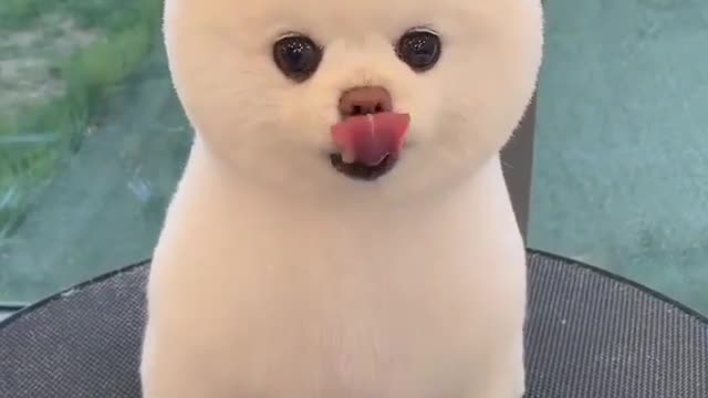 Cute Puppy 💞🥰