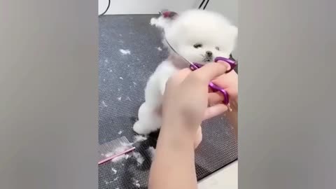 Cute White Dog Gets A Makeover