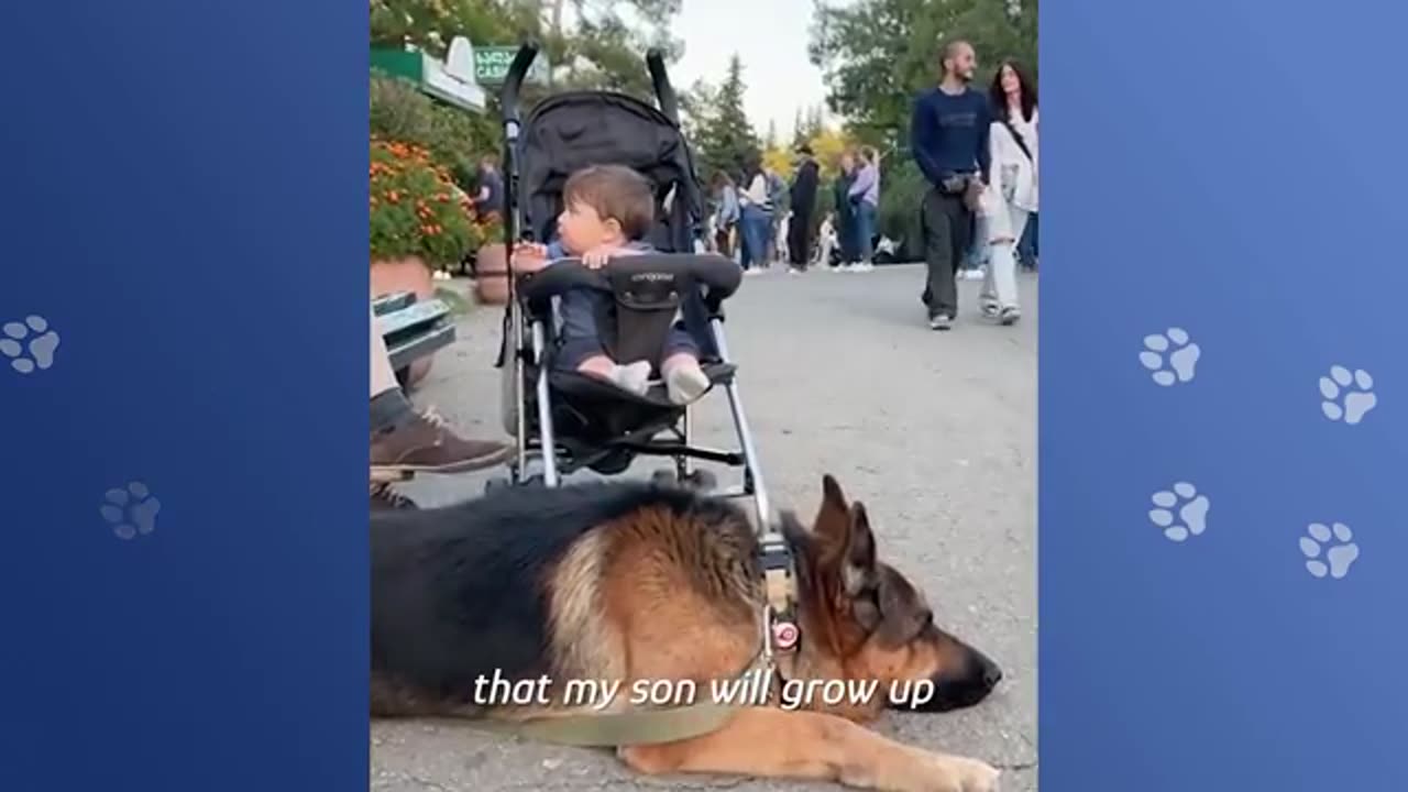 Huge German Shepherd Becomes Nanny for His Baby Brother