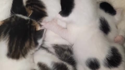 Cat Videos