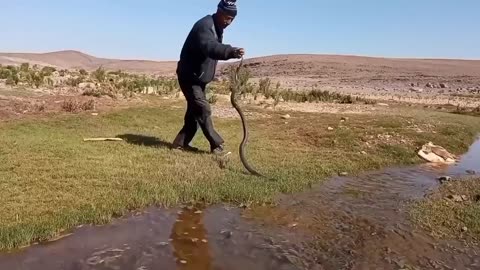 The fiercest and most dangerous cobra