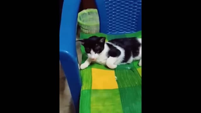 Funny moments Animals Part 2