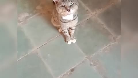 Funny cat