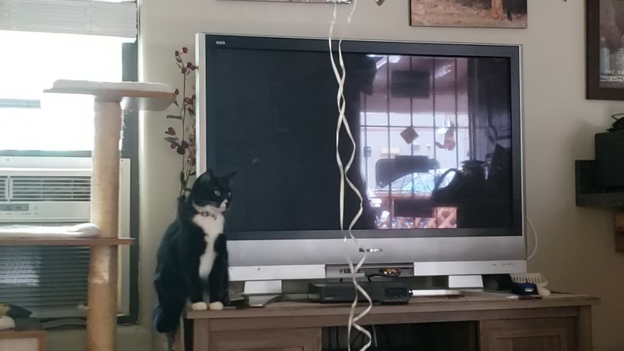 Cheap cat entertainment