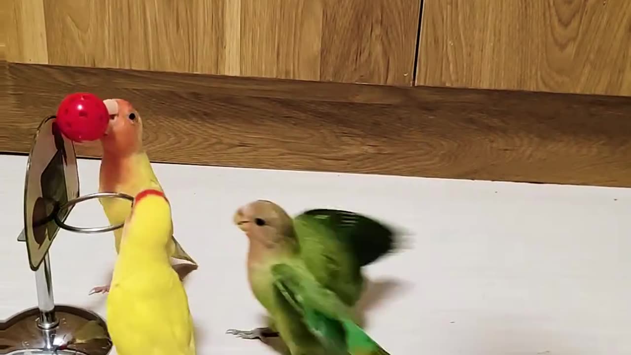 Parrots playing volleyball 🏐🤩