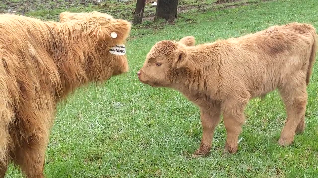 How to Speak "Cow" funny viral video