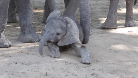 Baby elephant determined to get up and walk!