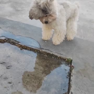 cute dog see himself in water