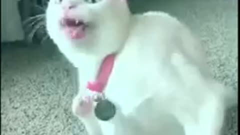 Funny Cat shorts