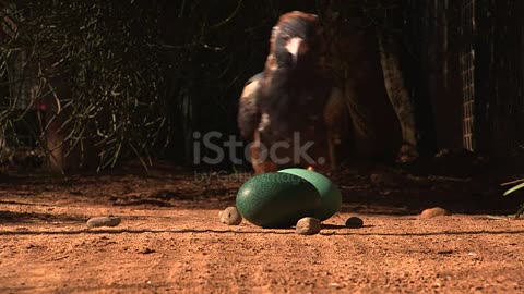 Black Breasted Buzzard