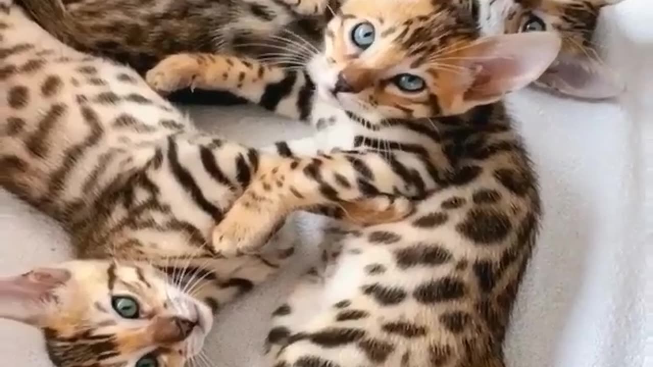 Bengal Kittens