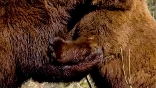 Broun bear popues fimel bear