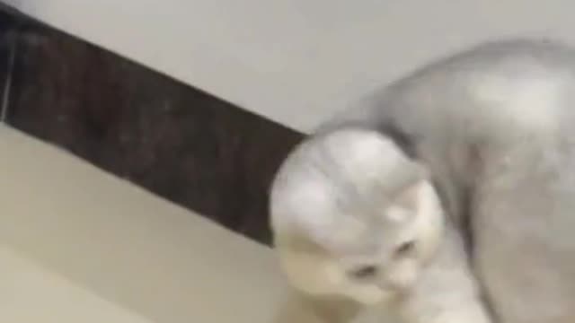 Pussy cat Trying Catch Tail