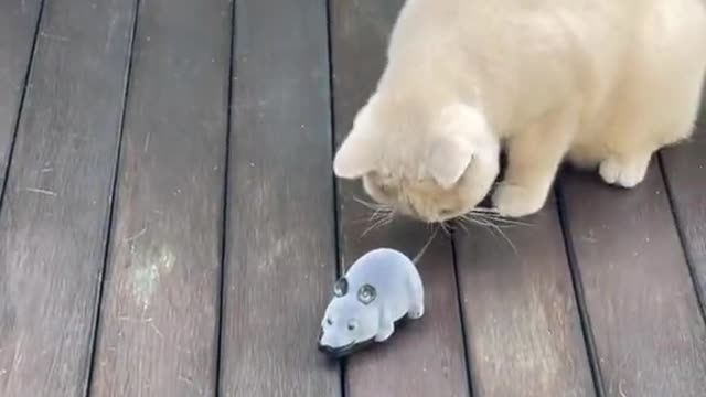 Meong cantik