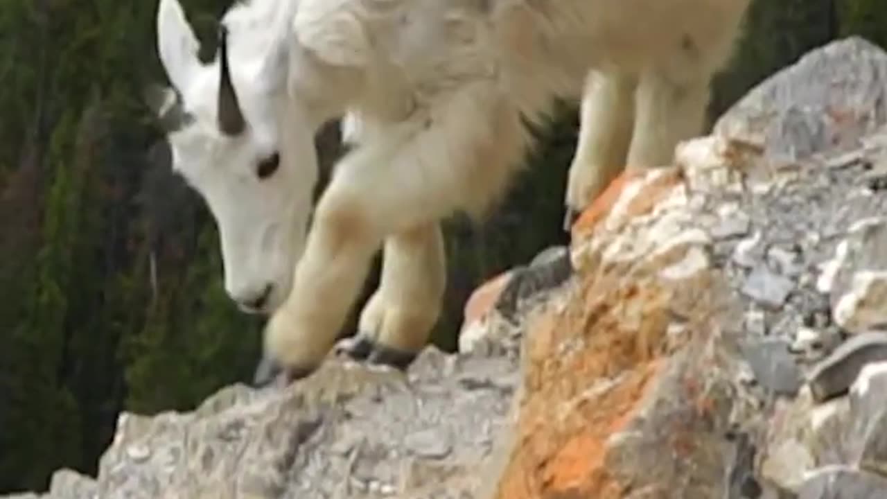 Have you ever seen a Mountain Goat