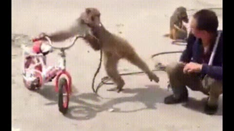 Monkey funny video