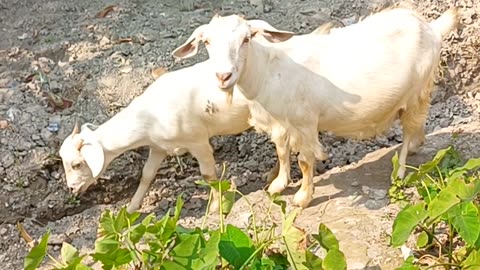 goat in Village
