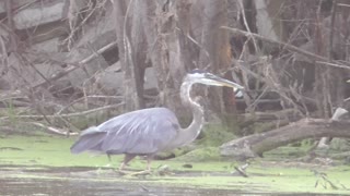 224 Toussaint Wildlife - Oak Harbor Ohio - Great Blue Heron Has The Long Stare