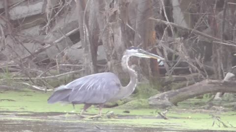 224 Toussaint Wildlife - Oak Harbor Ohio - Great Blue Heron Has The Long Stare